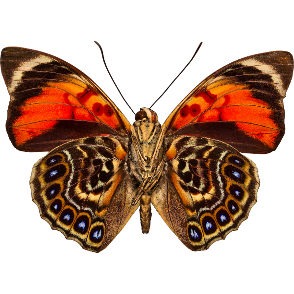 Claudina-Stichel-Falter (Rückseite)