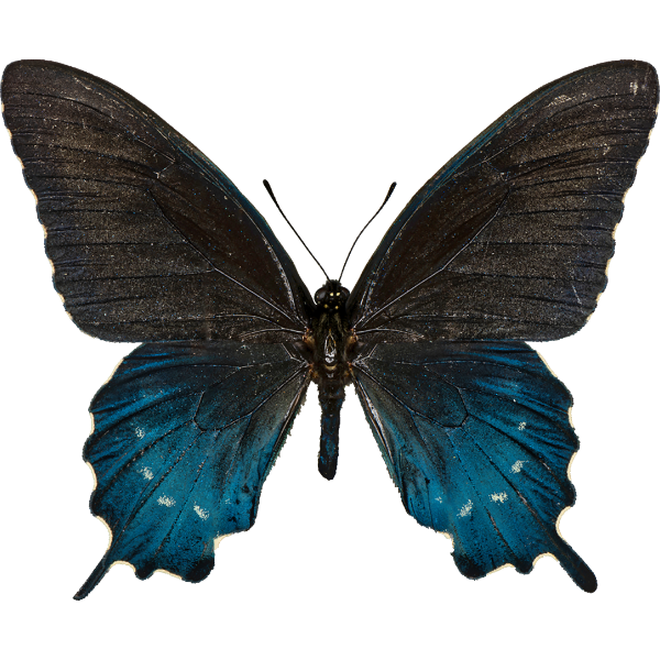 Pfeifenwinden-Schwalben-Schwanz (Vorderseite)