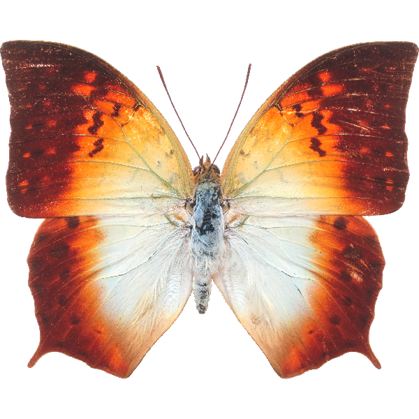 Spitz-Charaxes