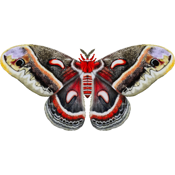 Cecropia-Spinner