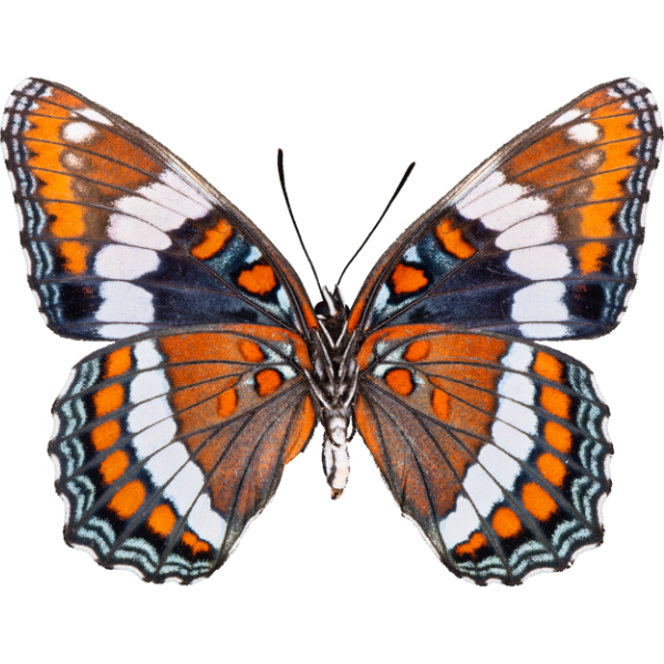 Weißer Admiral (Rückseite)