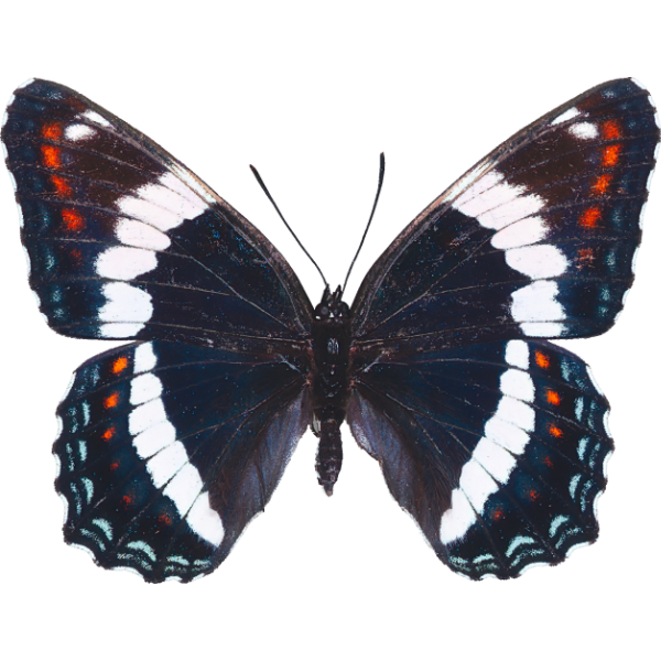 Weißer Admiral (Vorderseite)