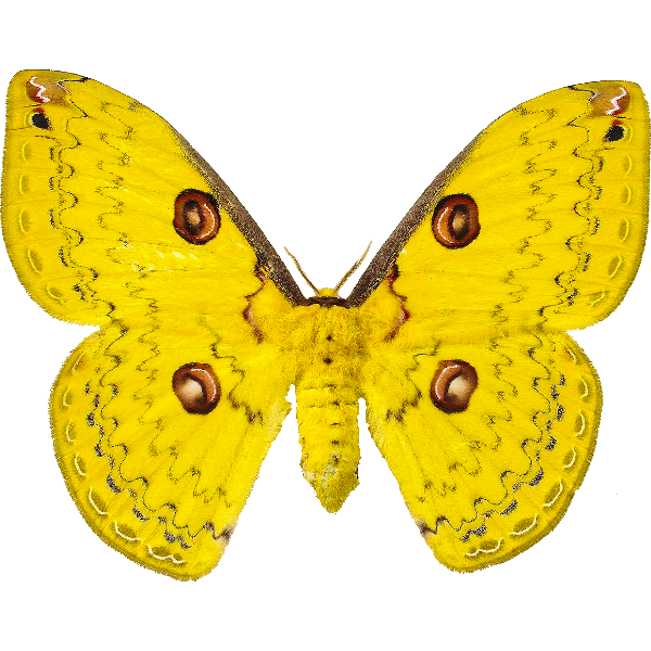 Gelber Pfauen-Spinner