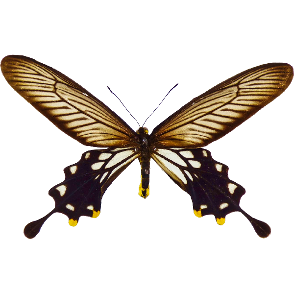 Keulen-Schwanz-Ritter-Falter