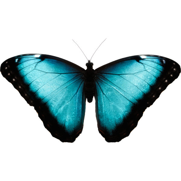 Peleides-Morpho-Falter