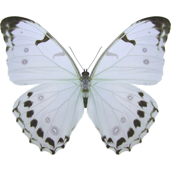 Weißer Morpho-Falter