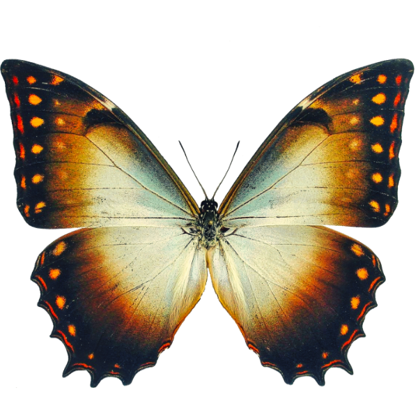 Theseus-Morpho-Falter