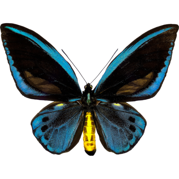 Priamus-Vogel-Falter (Blau)