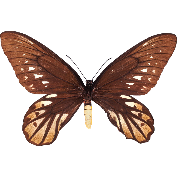 Königin-Alexandra-Vogel-Falter (Weiblich)