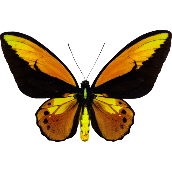 Croesus-Vogel-Falter