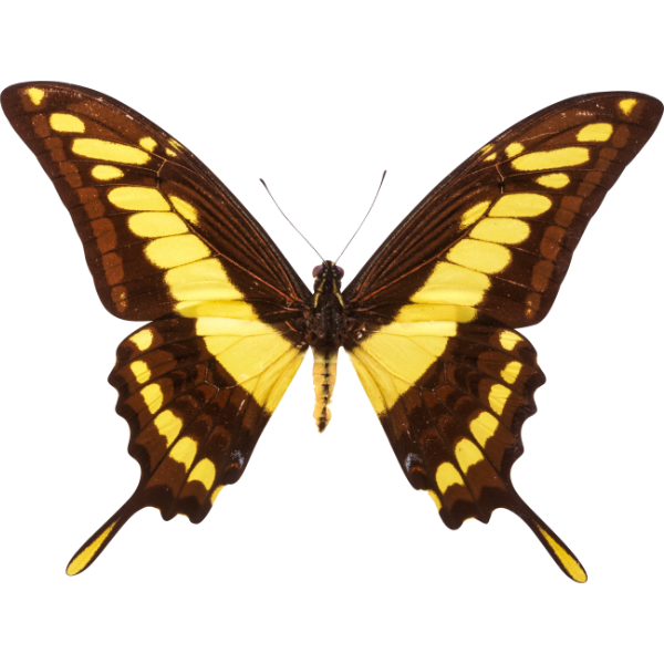 Thoas-Schwalben-Schwanz