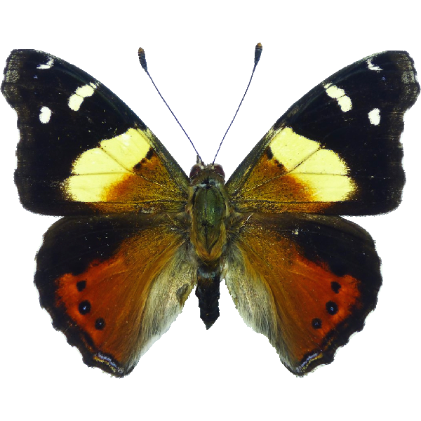 Australischer Admiral