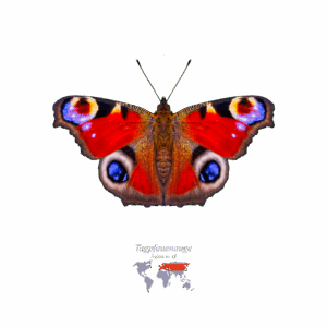Tag-Pfauen-Auge