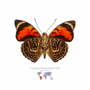 Claudina-Stichel-Falter (Rückseite)