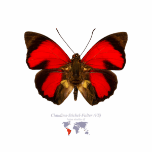 Claudina-Stichel-Falter (Vorderseite)