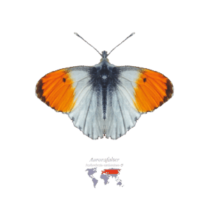 Aurora-Falter