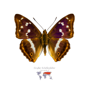 Großer Schiller-Falter