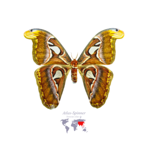 Atlas-Spinner (Weiblich)