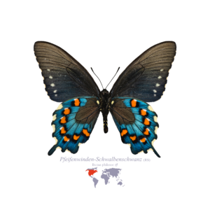 Pfeifenwinden-Schwalben-Schwanz (Rückseite)