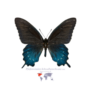 Pfeifenwinden-Schwalben-Schwanz (Vorderseite)