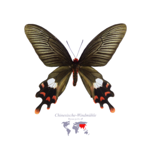 Chinesische Wind-Mühle