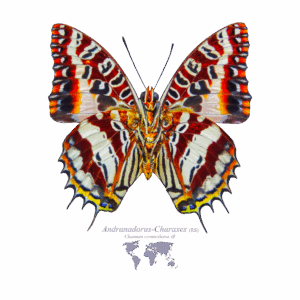 Andranadorus-Charaxes Rückseite