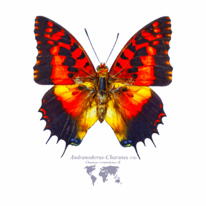 Andranadorus-Charaxes Männlich Vorderseite