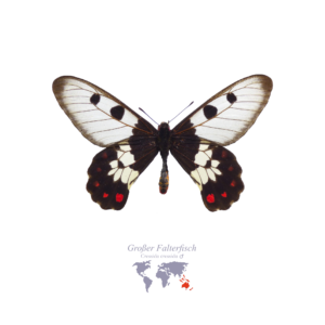 Großer Falter-Fisch