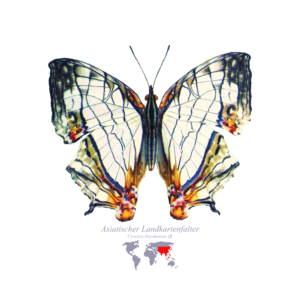 Asiatischer Landkarten-Falter