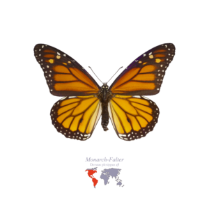 Monarch-Falter
