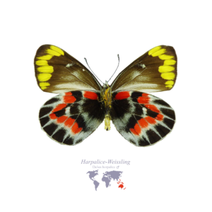 Harpalice-Weiss-Ling