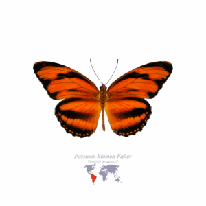 Orangefarbener Passions-Blumen-Falter