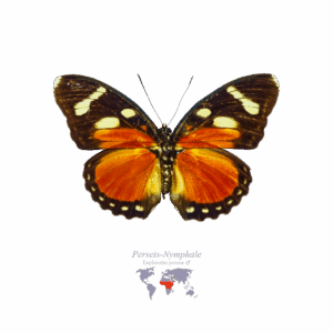 Perseis-Nymphale