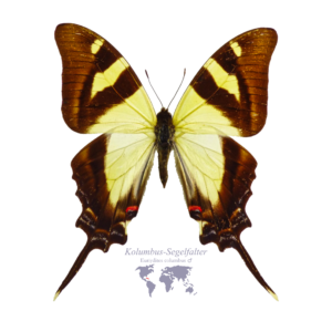 Kolumbus-Segel-Falter