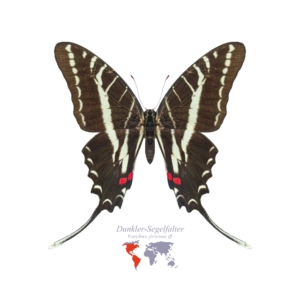 Dunkler Segel-Falter