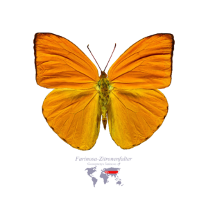 Farinosa-Zitronen-Falter