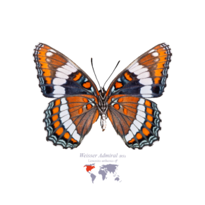 Weißer Admiral (Rückseite)