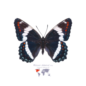 Weißer Admiral (Vorderseite)