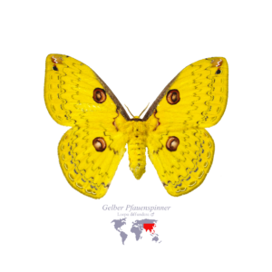 Gelber Pfauen-Spinner