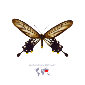 Keulen-Schwanz-Ritter-Falter