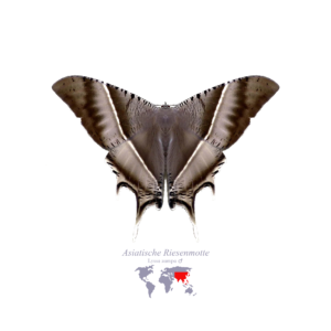 Asiatische Riesen-Motte