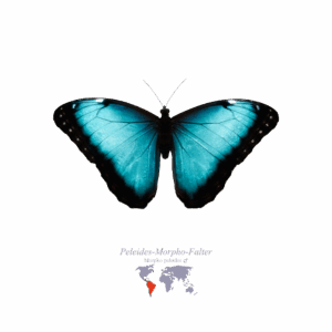 Peleides-Morpho-Falter