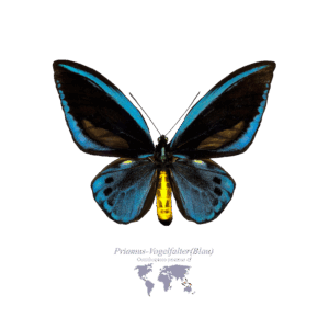 Priamus-Vogel-Falter (Blau)