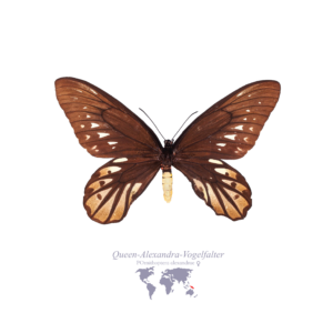 Königin-Alexandra-Vogel-Falter (Weiblich)
