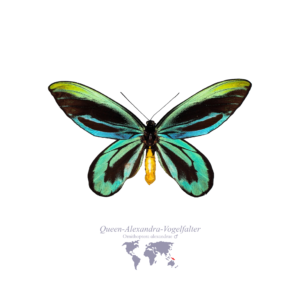 Königin-Alexandra-Vogel-Falter (Männlich)