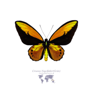Croesus-Vogel-Falter