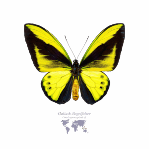 Goliath-Vogel-Falter