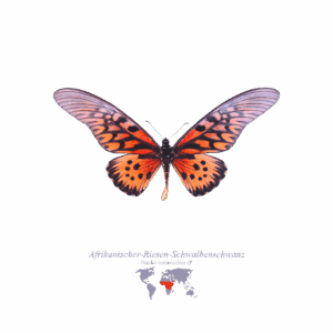 Afrikanischer Riesen-Schwalbenschwanz