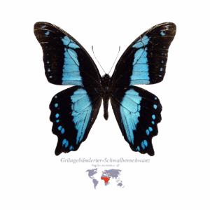 Grüngebänderter Schwalben-Schwanz