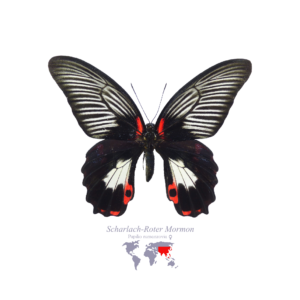 Scharlach-Roter Mormon (Weiblich)